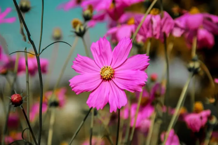 Cosmos - Best Flowers for Vegetable Gardens