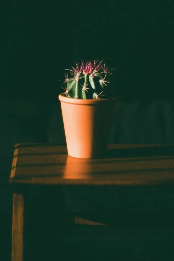 Do cactus need direct sunlight? It is better to find a spot where it can get both sunlight and shade