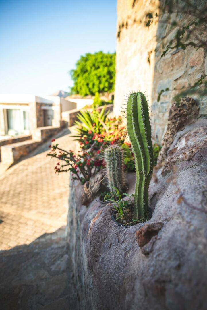 Do Cactus Need Direct Sunlight
