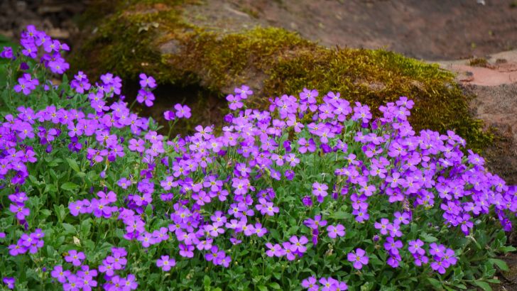 Ground cover plants to grow in Michigan