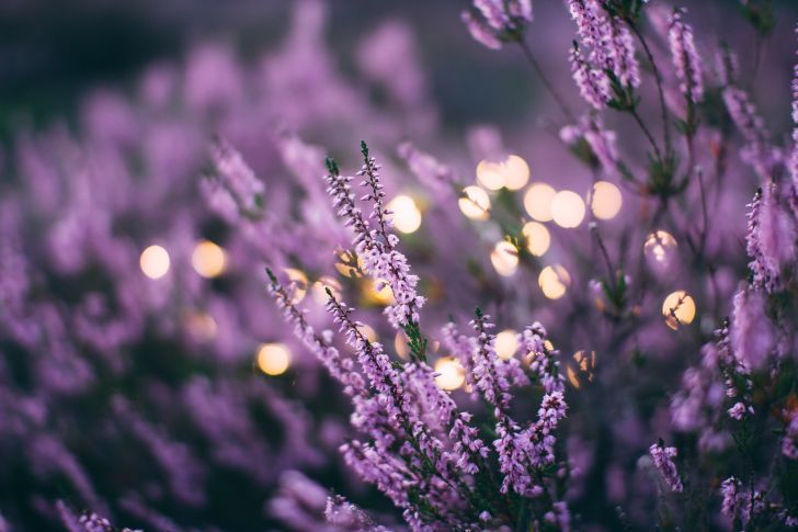 Lavender - Best Flowers for Vegetable Gardens