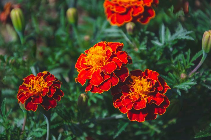 Marigolds - Best Flowers for Vegetable Gardens