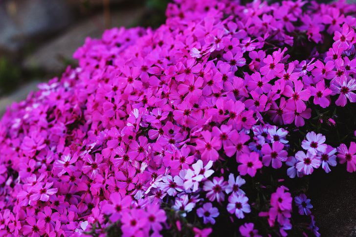 Moss Phlox - Ground Cover Plants to Grow in Michigan