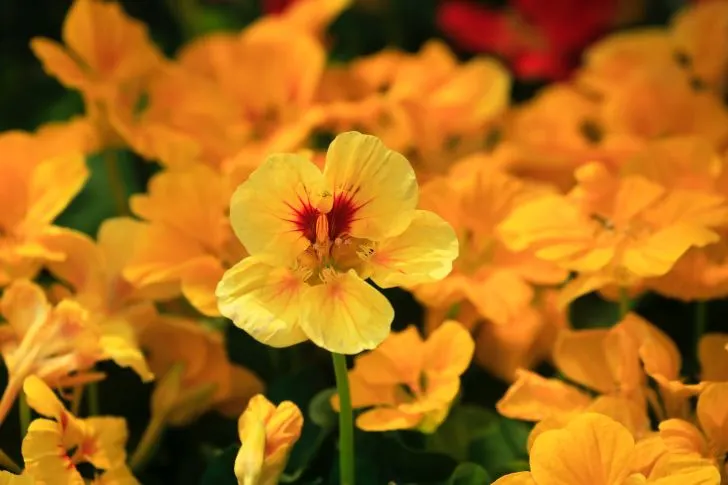 Nasturtium - Best Flowers for Vegetable Gardens