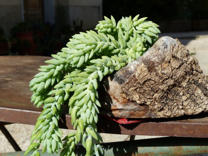 Sedum morganianum - How Big Do Succulents Get