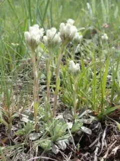 Small Leaf Pussytoes Ground Cover Plants to Grow in Michigan