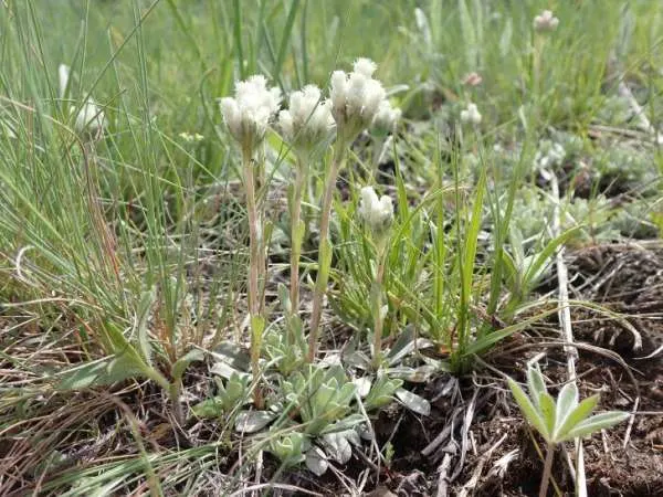 Small Leaf Pussytoes Ground Cover Plants to Grow in Michigan