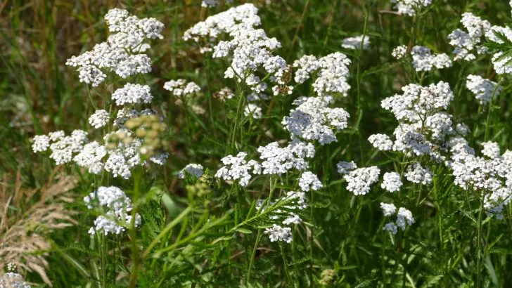 White Yarrow - Ground Cover Plants to Grow in Michigan