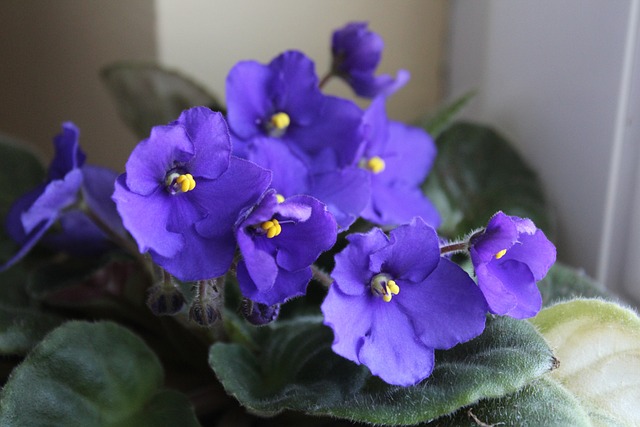 African Violet - East Facing Window Plants