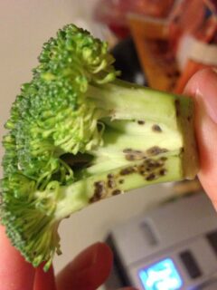 Are Black Spots on Broccoli Stems Safe to Eat