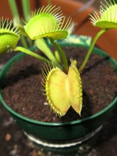 Are Venus Fly Traps Poisonous to Cats