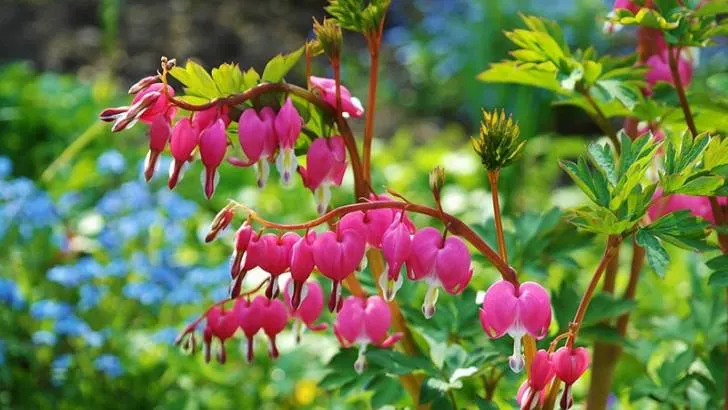 Bleeding Heart Flowers That Start With B