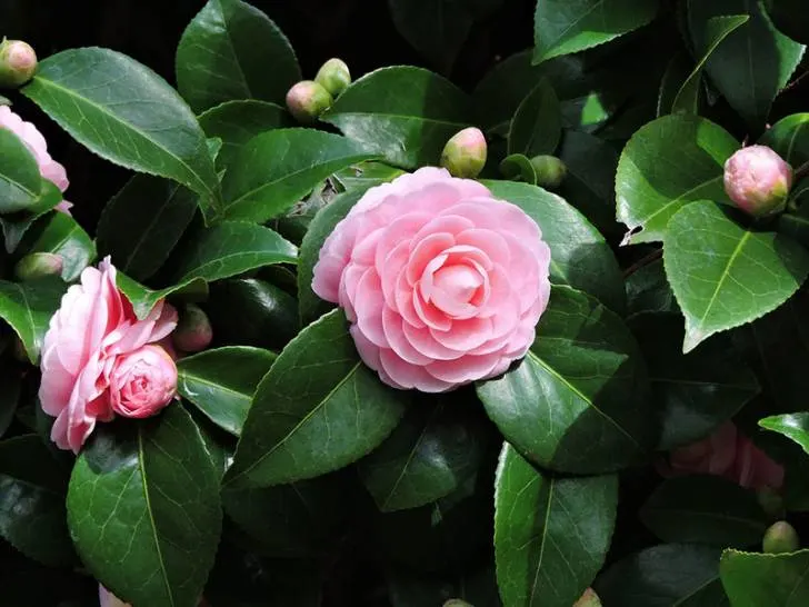 Camellia Flowers That Start With C