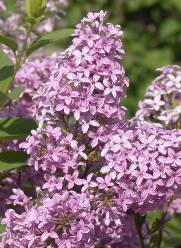 Chinese Lilac Blooms And Spreads Gracefully