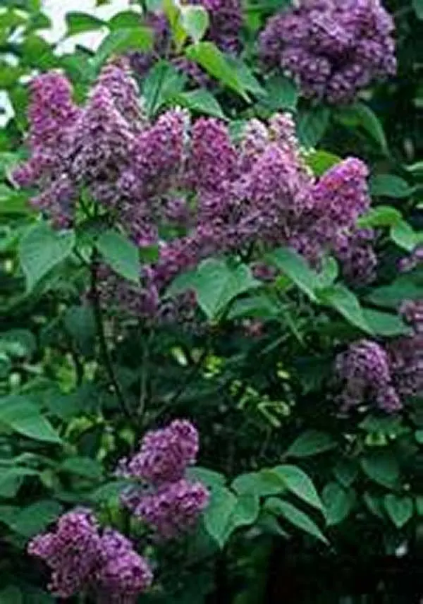 Chinese Lilac Common 20 Seeds