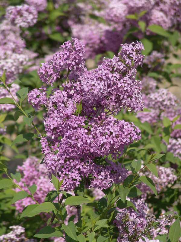 Chinese Lilac Maintenance is Low
