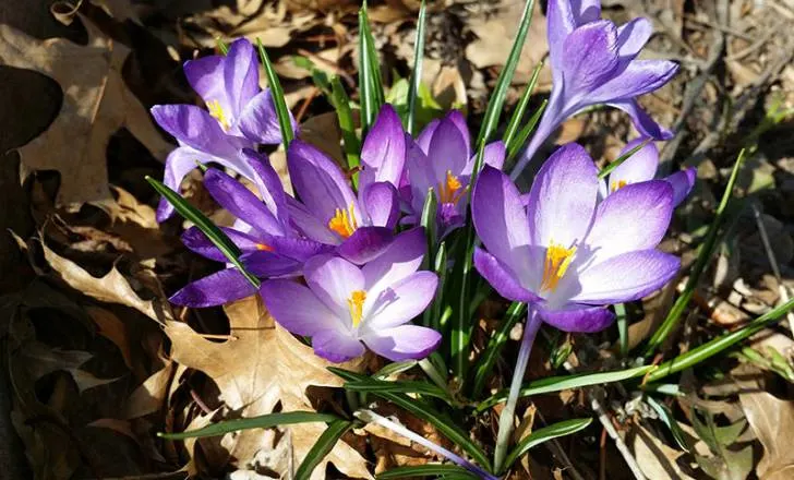 Crocus Flowers That Start With C