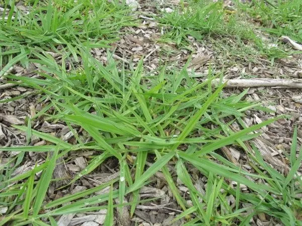 Dallisgrass-Dallisgrass-vs-Crabgrass