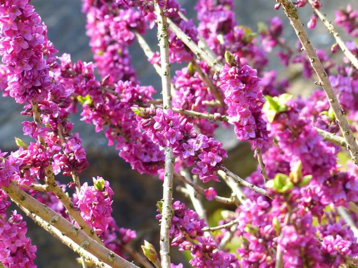 Daphne - Flowers That Start With D