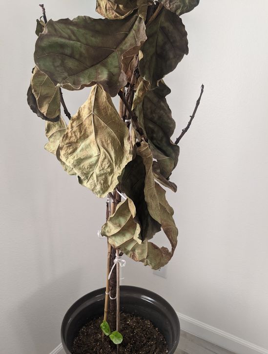 Dying fiddle leaf fig — why is my fiddle leaf fig dying