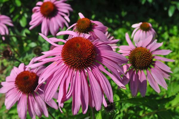 Echinacea Flowers That Start With E