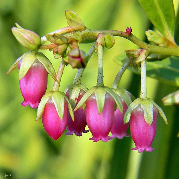Fetterbush lyonia Flowers That Start With F