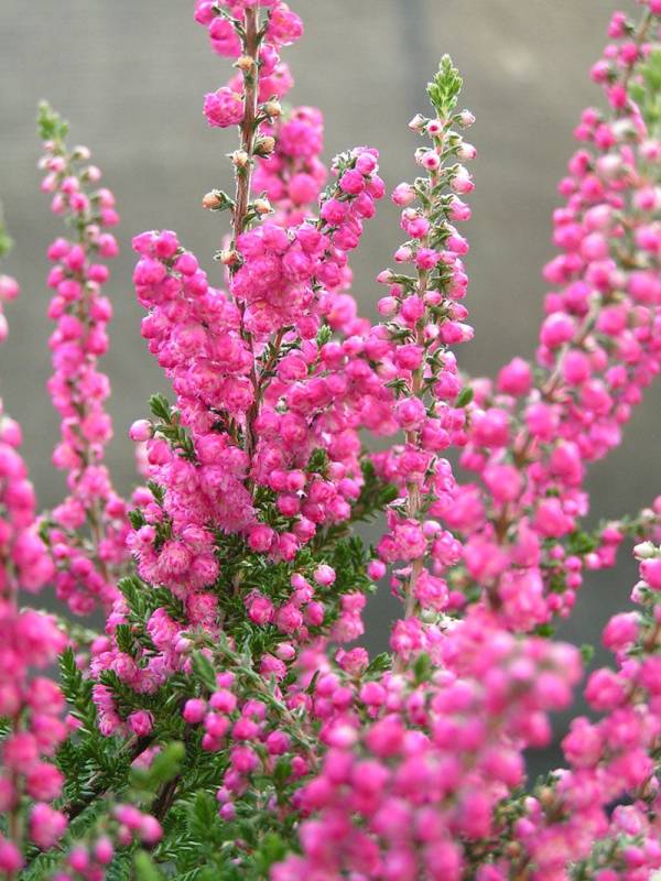 Heather - Flowers That Start With H