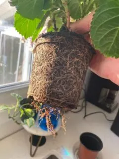 How Deep Are Hydrangea Roots