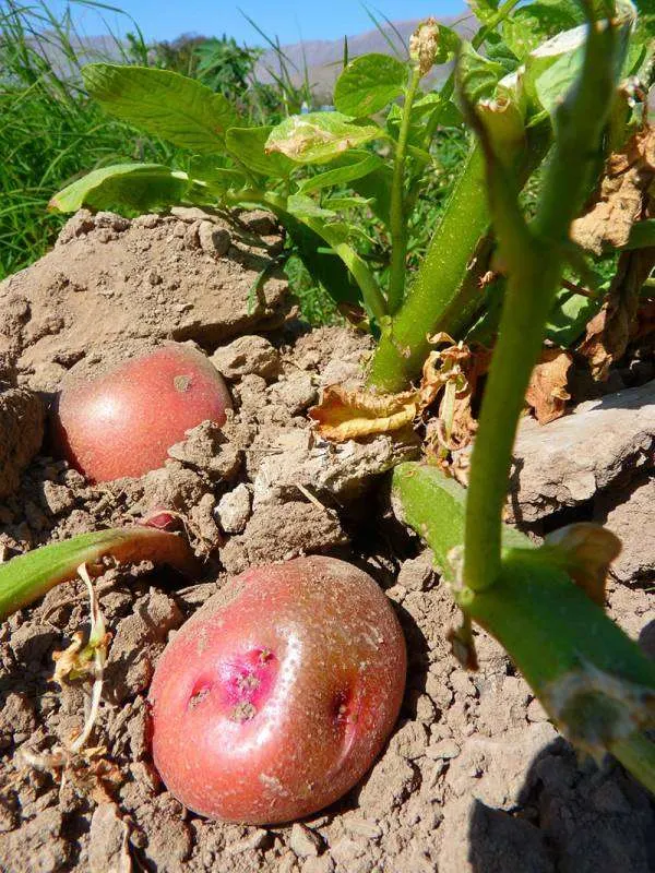 how many days it will take to grow potatoes