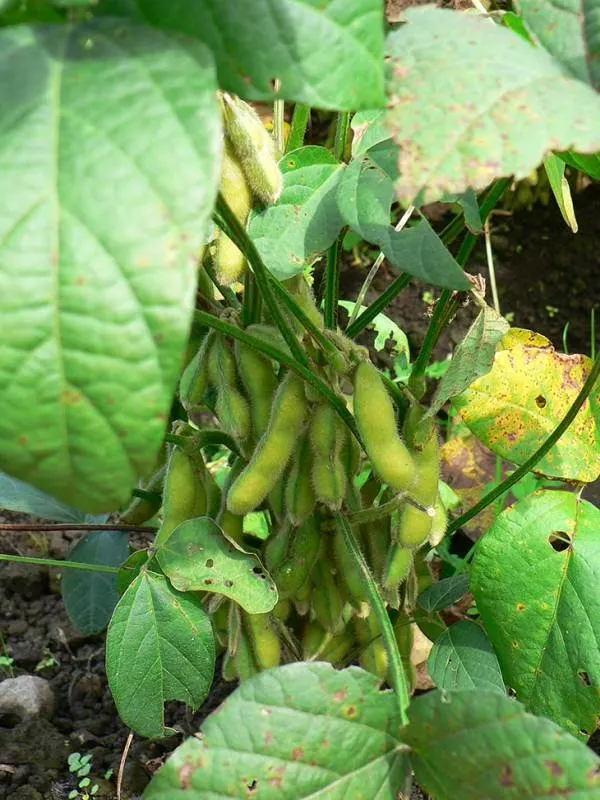 How to Grow Edamame