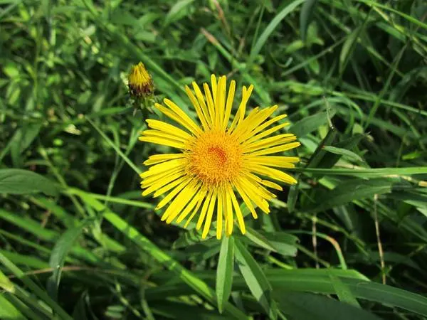 Inula - Flowers That Start With I