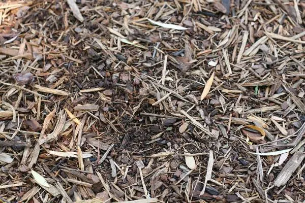 Mulching - How to Kill a Pine Tree