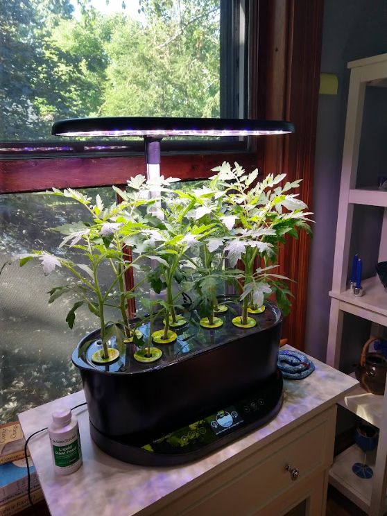 Plants growing in AeroGarden — how to change the water in AeroGarden