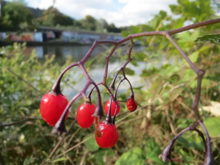 Solanum dulcamara - Are Snake Berries Poisonous