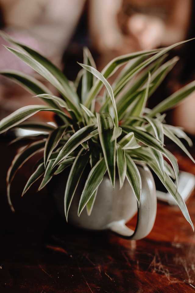 Spider Plant - East Facing Window Plants