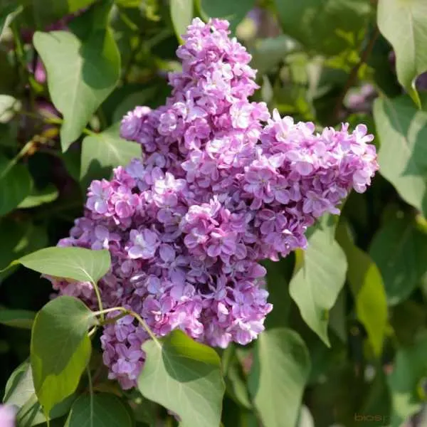 Syringa villosa Late Lilac flowering shrub live plant in 4 pot