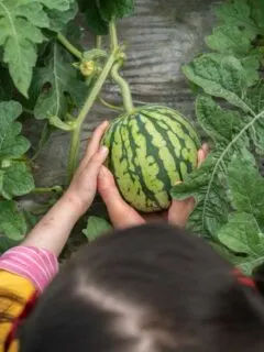 When to pick watermelon sugar baby