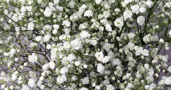 babys breath Flowers That Start With B