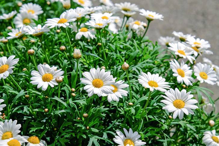 daisies - Flowers That Start With D