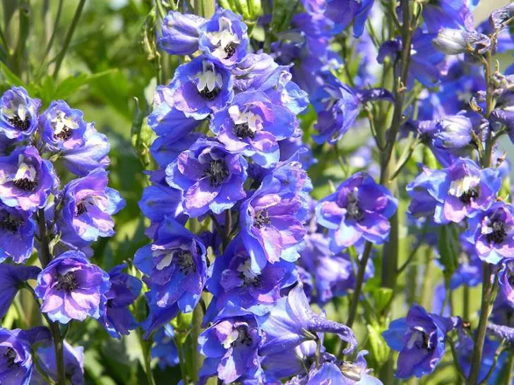 delphinium - Flowers That Start With D