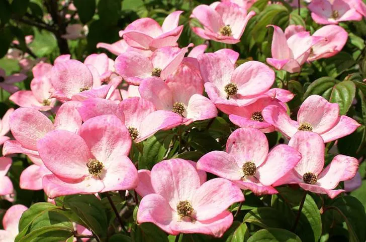 dogwood - Flowers That Start With D