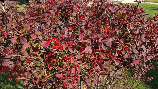 dwarf barberry