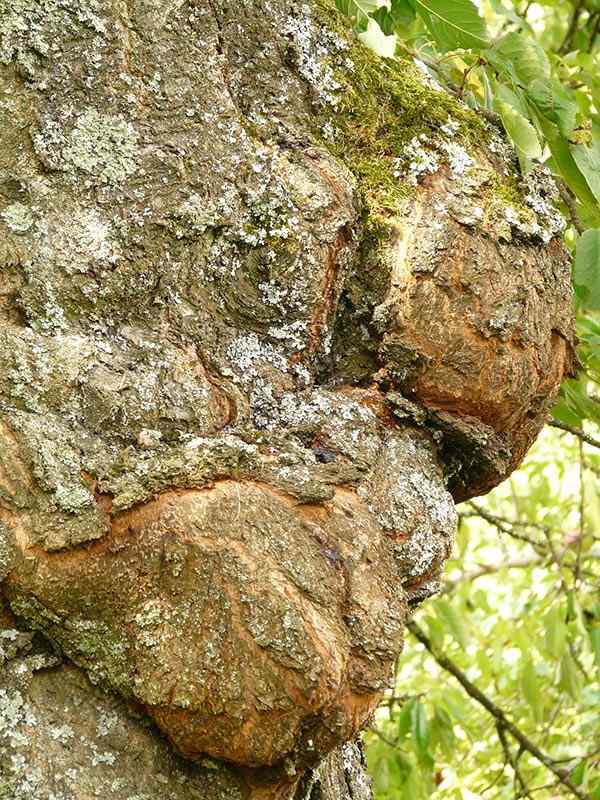 fungal infection tree - How to Save a Dying Tree