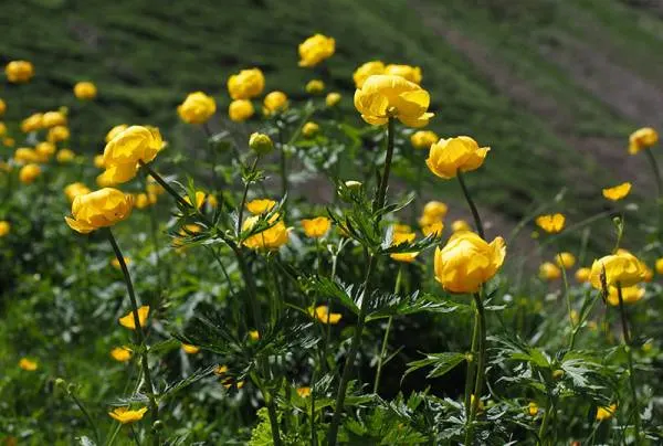 globe flower Flowers That Start With G