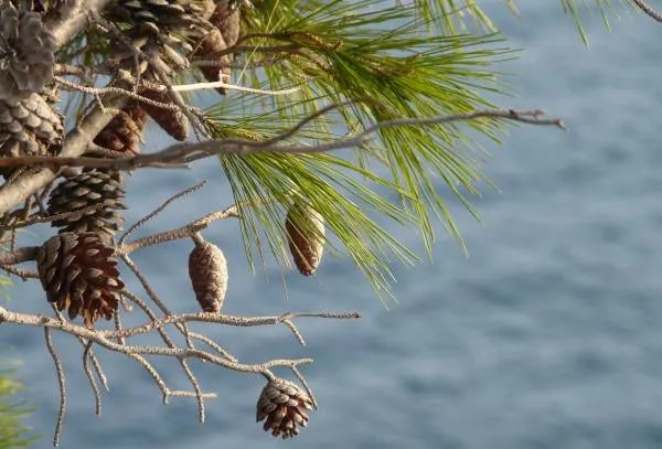 how to kill a pine tree without cutting it down