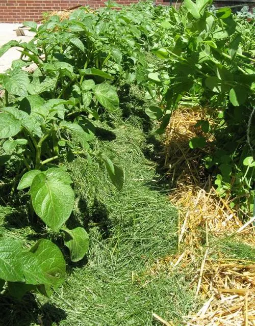 potato weeds - How to Get Rid of Potato Bugs