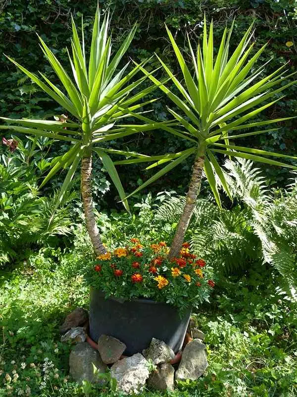 soft leaf yucca bloom