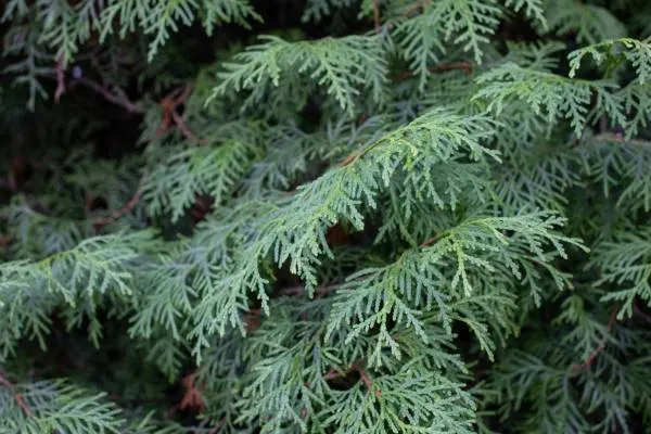 A close-up photo of the Chinese thuja leaves, whose Latin name is thuja sutchuenensis.