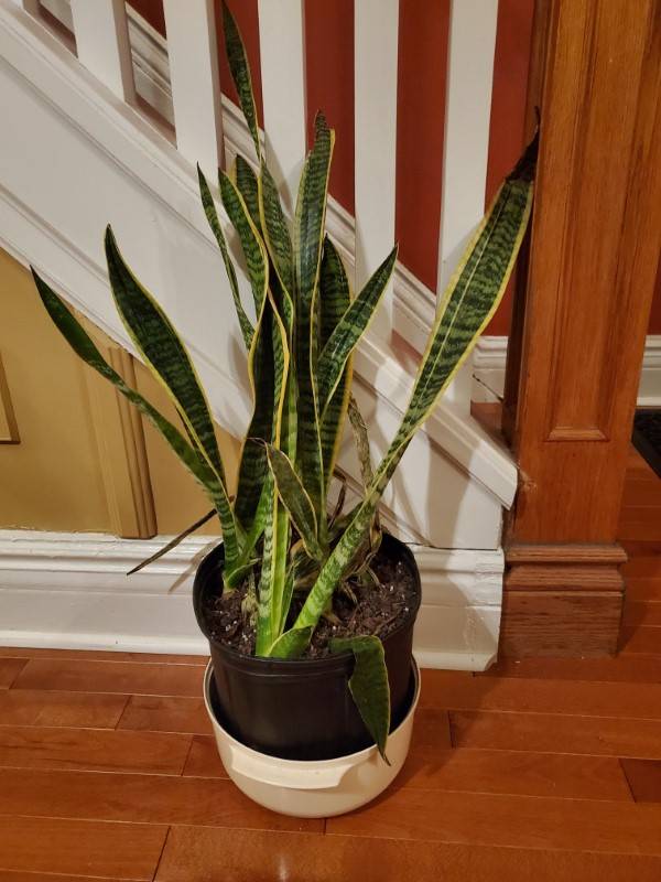 A dying snake plant Why Is My Snake Plant Dying