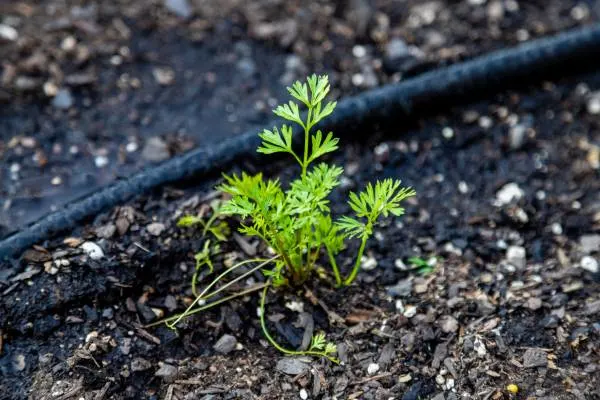 A small plant growing near a drip irrigation line